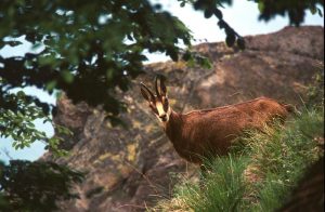 Parco Val Grande - fauna selvatica